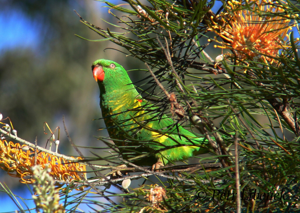 Lori žlutoskvrnný - Trichoglossus chlorolepidotus 1