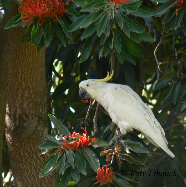 Cacatua galerita - 