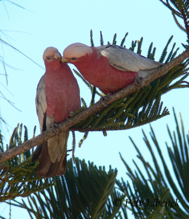 Kakadu růžový - Eolophus roseicapillus 1