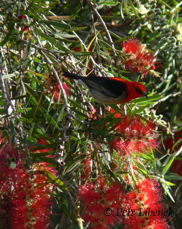  Medosavka šarlatová - Myzomela sanguinolenta -male