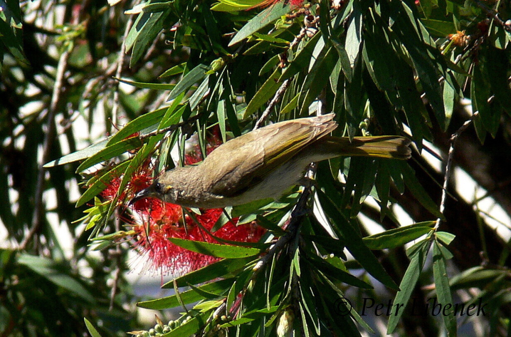 Medosavka šarlatová - Myzomela sanguinolenta -female