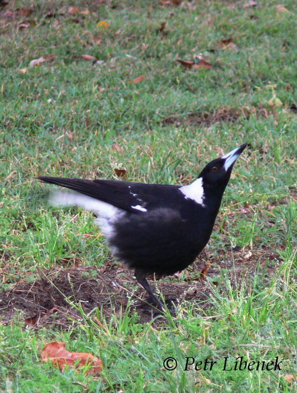 Gymnorhina tibicen 
