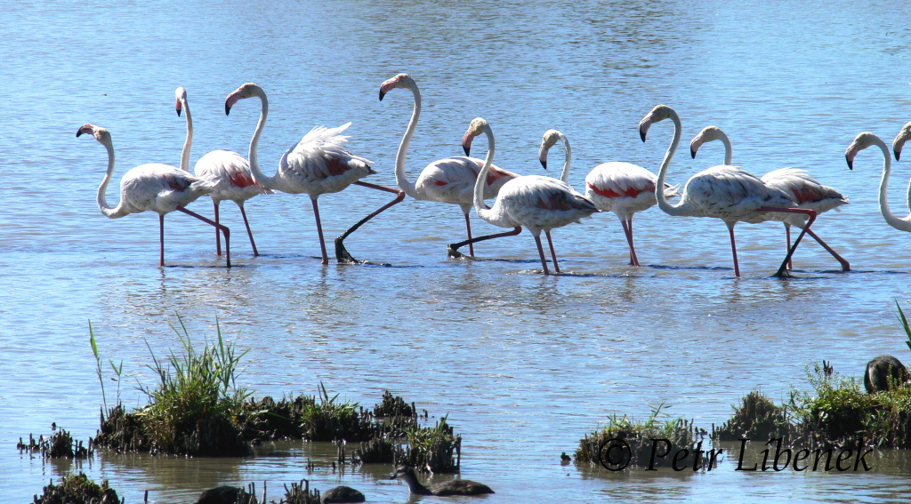 Plameňák růžový (Phoenicopterus roseus) 