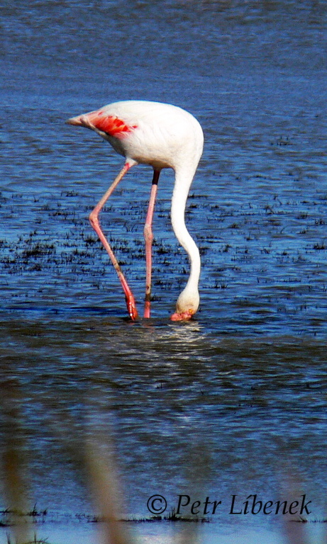 (327)Plameňák růžový (Phoenicopterus roseus)