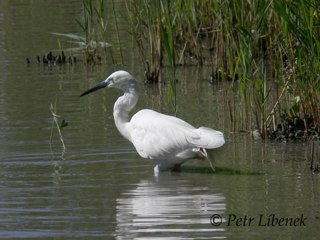 Volavka stříbřitá (Egretta garzetta)