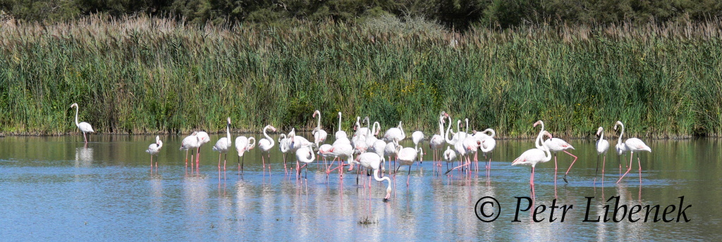 Plameňák růžový (Phoenicopterus roseus) 3