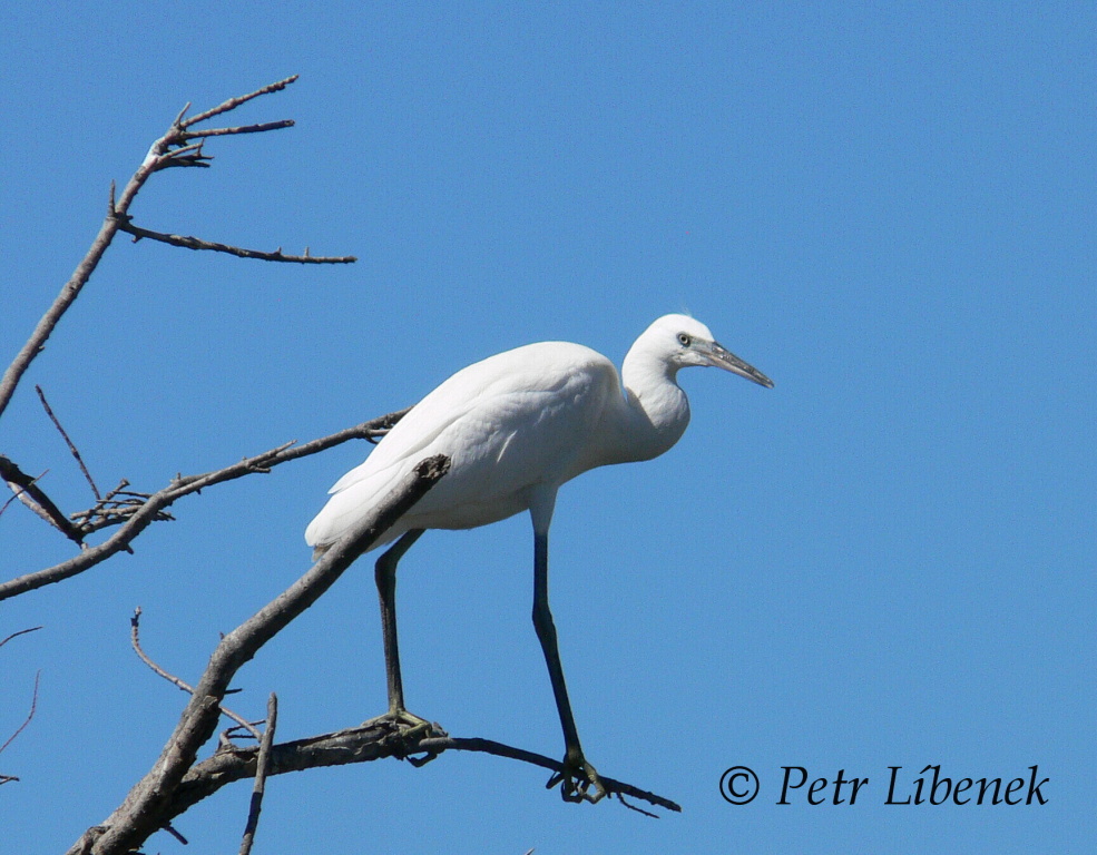 Volavka bílá (Egretta alba)