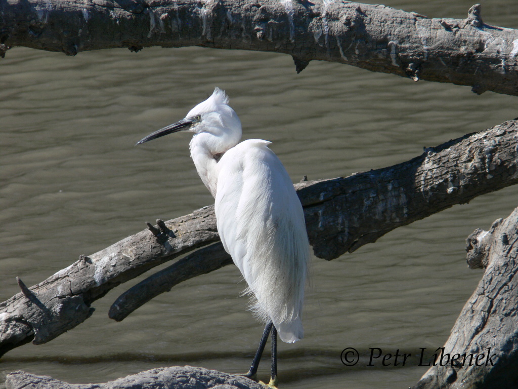 Volavka stříbřitá (Egretta garzetta) 1