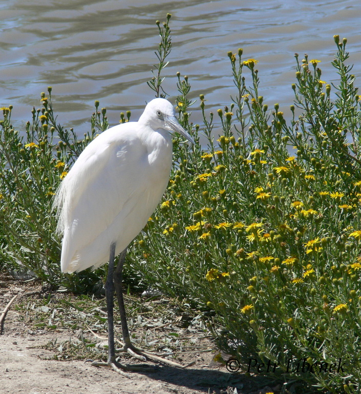 Volavka stříbřitá (Egretta garzetta) 2