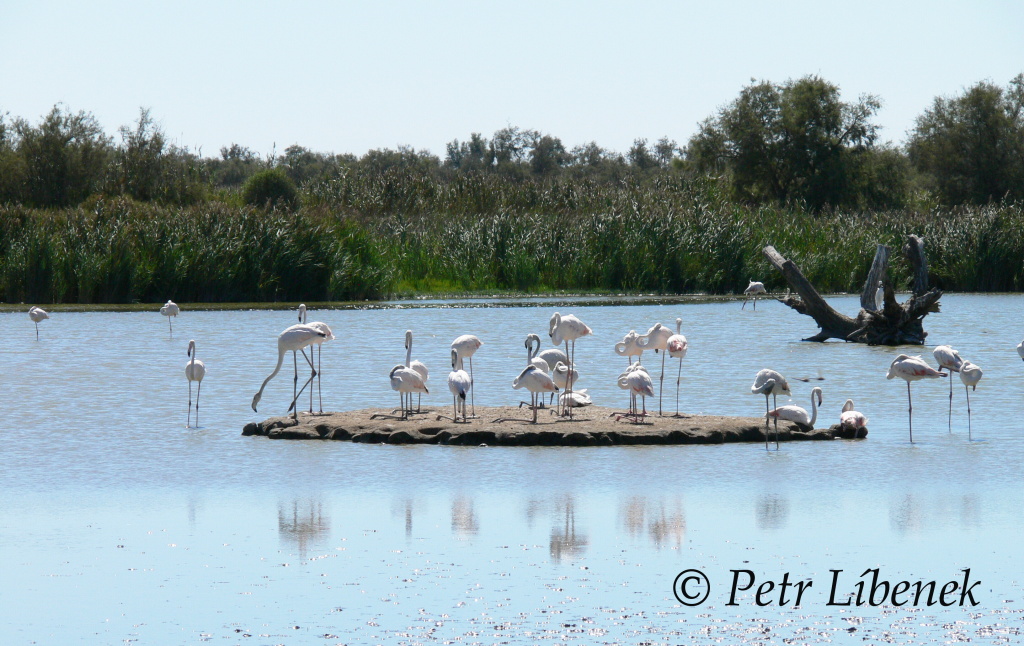 Plameňák růžový (Phoenicopterus roseus) 7