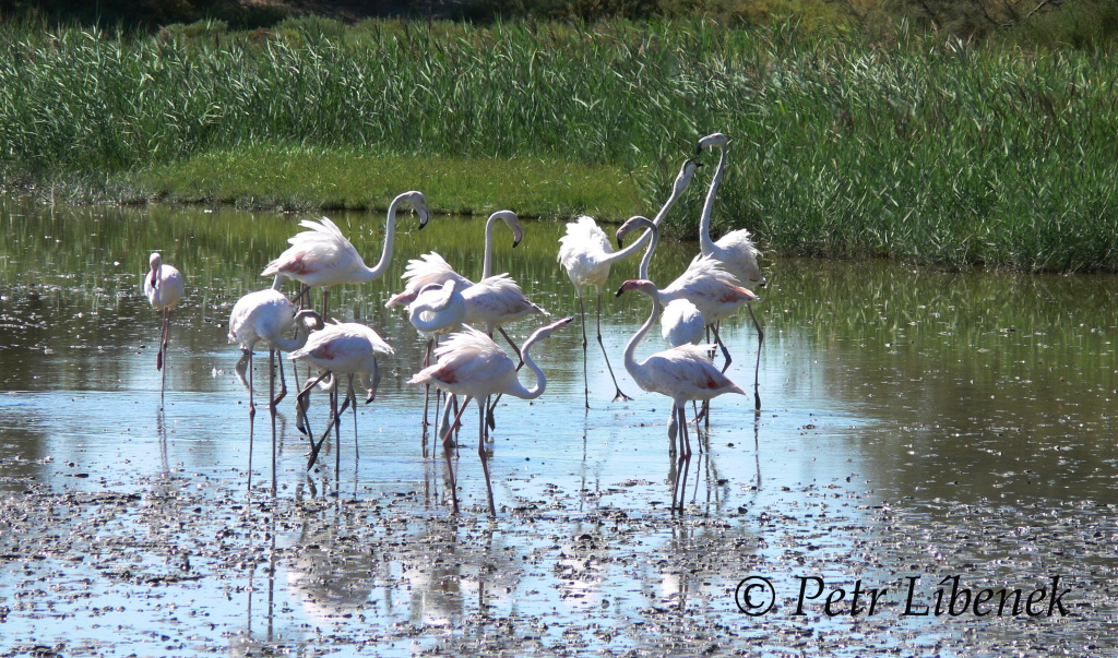 Plameňák růžový (Phoenicopterus roseus) 8