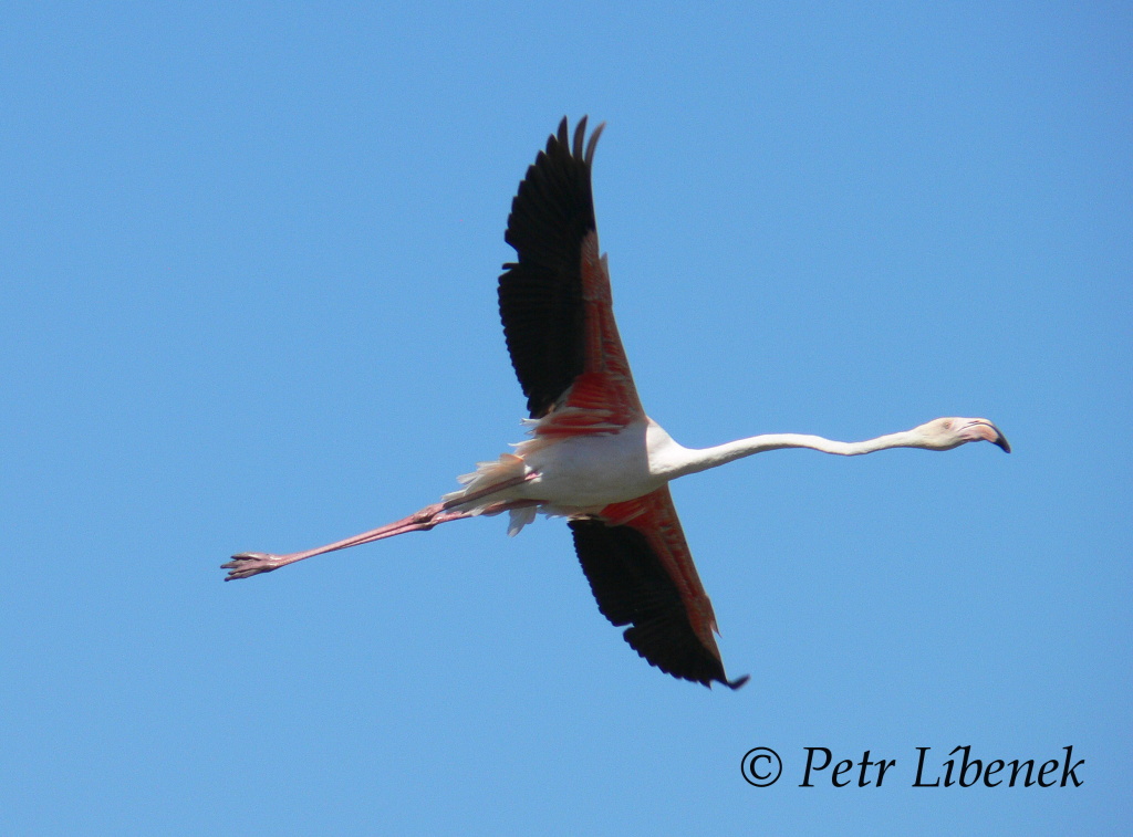 Plameňák růžový (Phoenicopterus roseus) 9