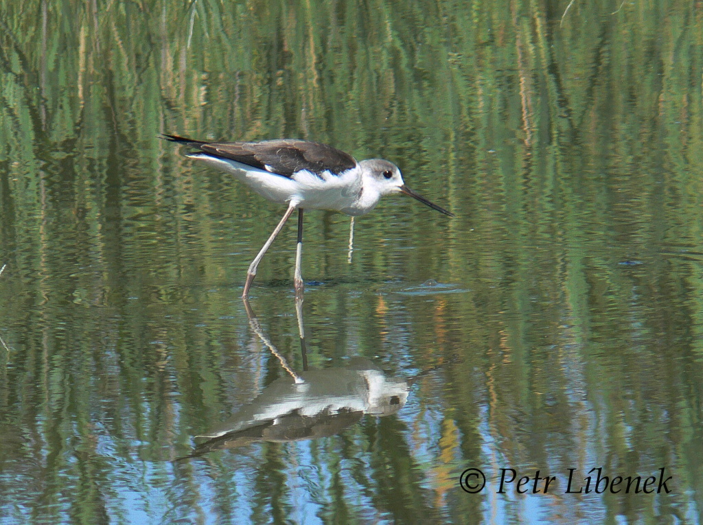 Pisila čáponohá (Himantopus himantopus)