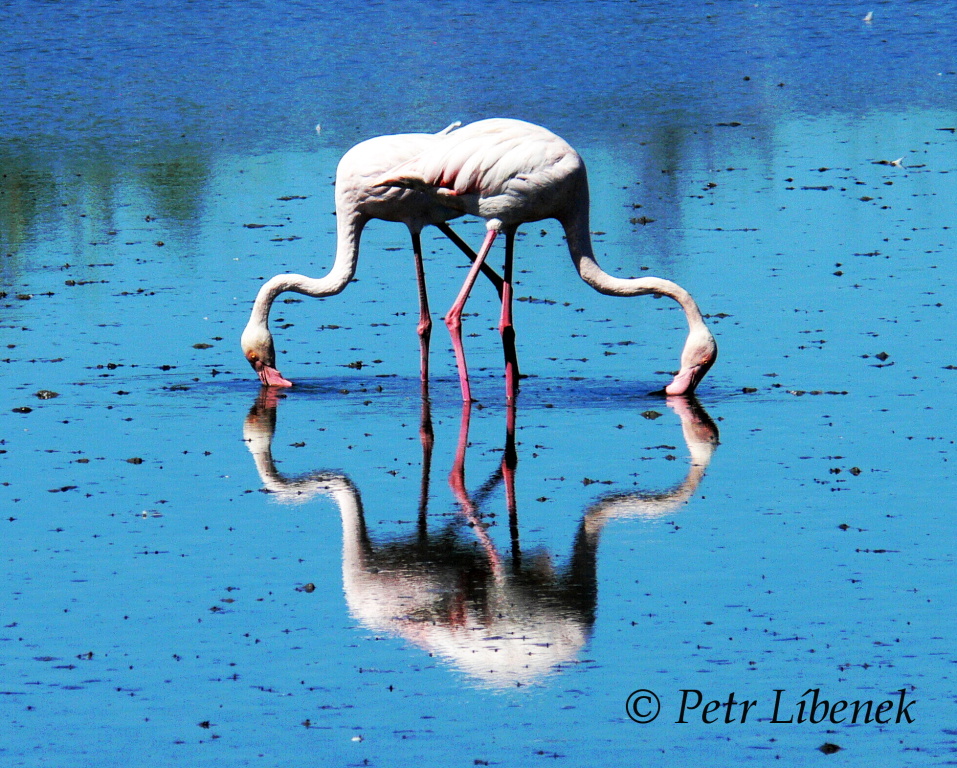 Plameňák růžový (Phoenicopterus roseus) 10