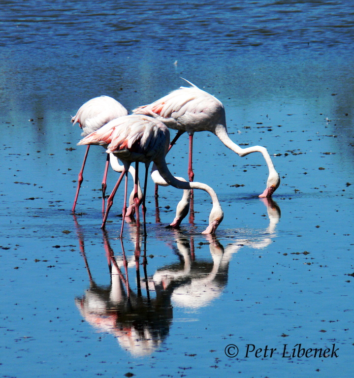 Plameňák růžový (Phoenicopterus roseus) 11