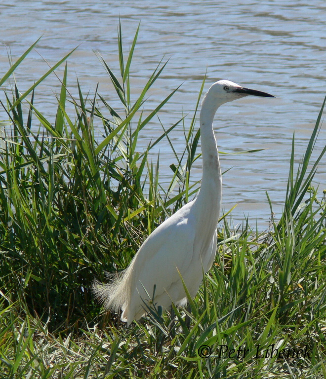 Volavka stříbřitá (Egretta garzetta) 3