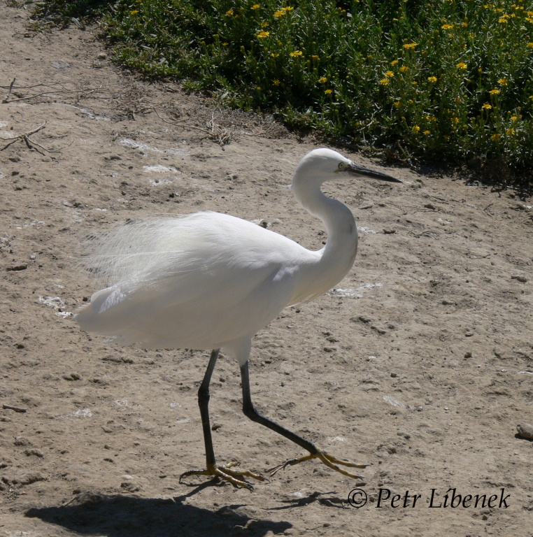 Volavka stříbřitá (Egretta garzetta) 4