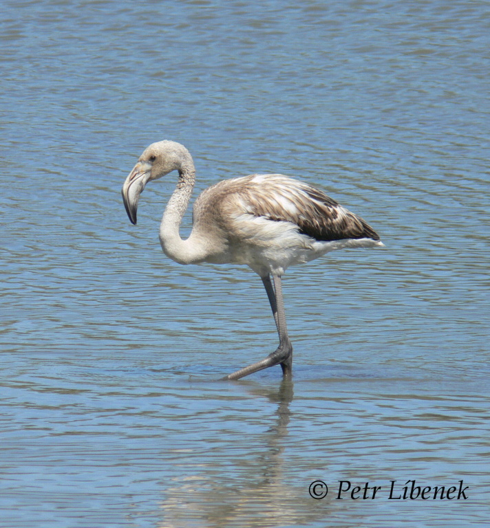 Plameňák růžový (Phoenicopterus roseus) 12