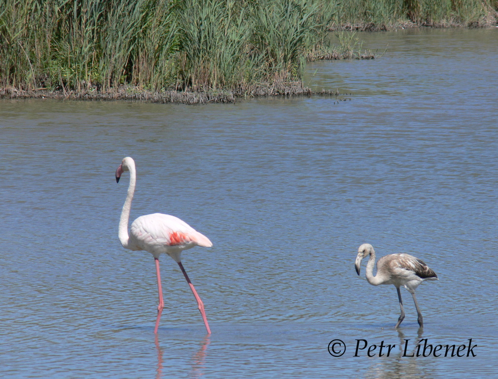 Plameňák růžový (Phoenicopterus roseus) 13