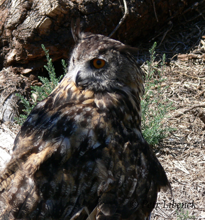 Výr velký (Bubo bubo)