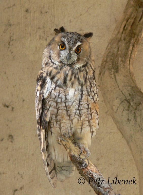 Kalous ušatý (Asio otus)