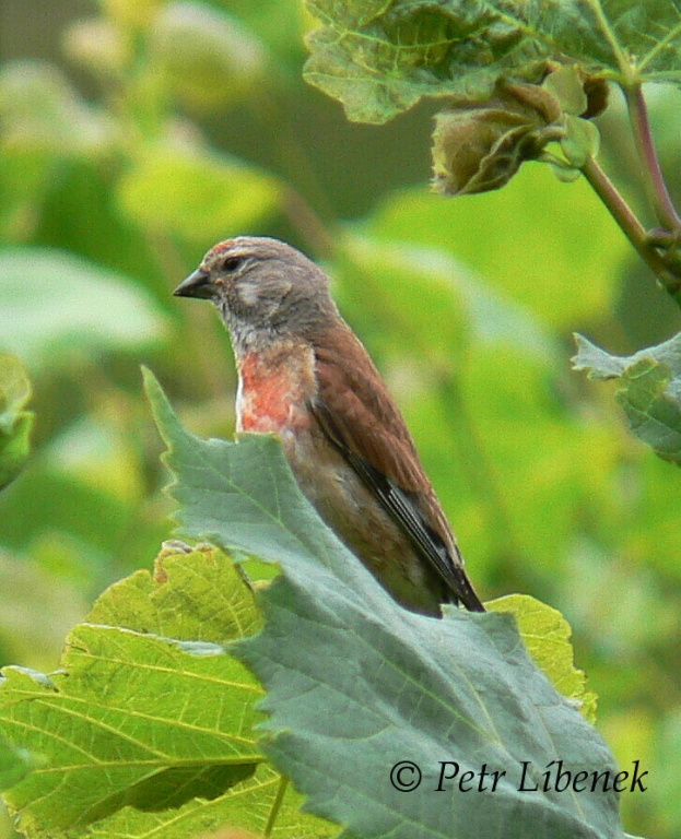 Konopka obecná (Carduelis cannabina)