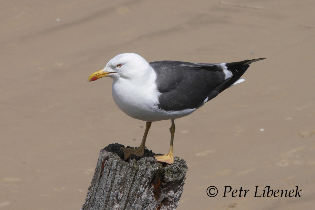 Racek mořský (Larus marinus)