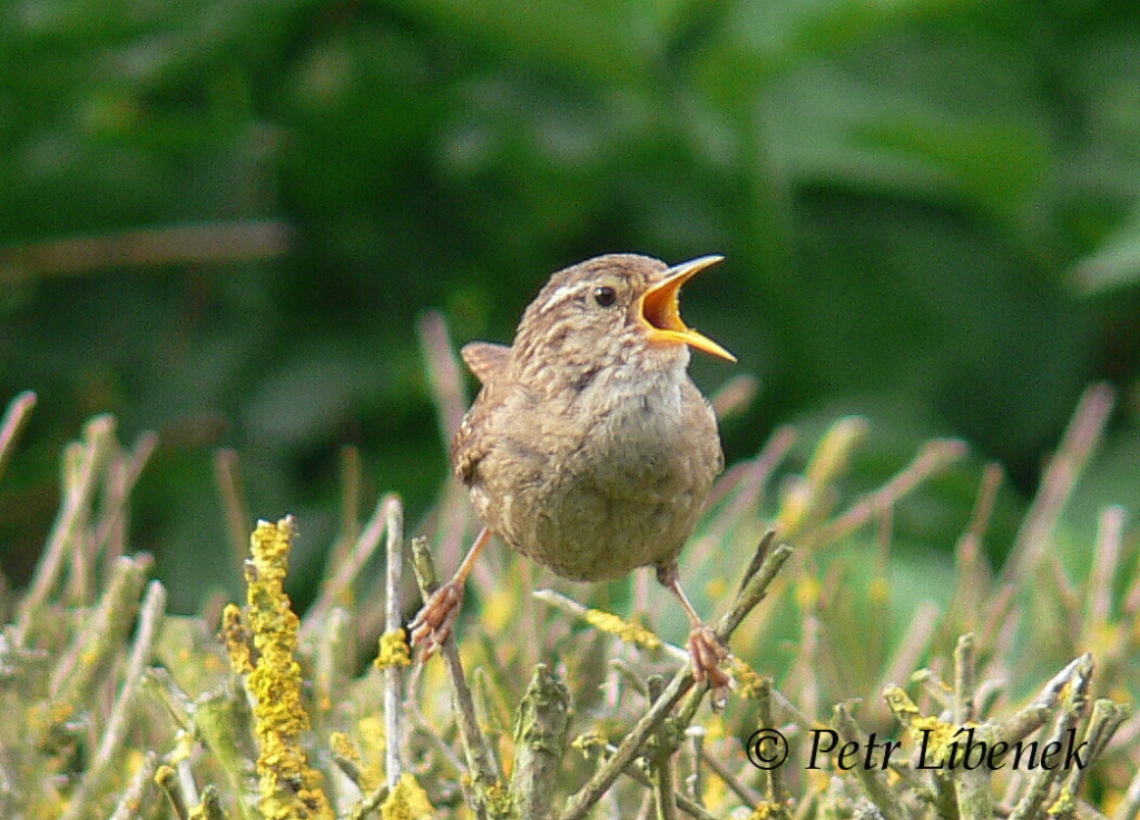 Střízlík obecný (Troglodytes troglodytes) 