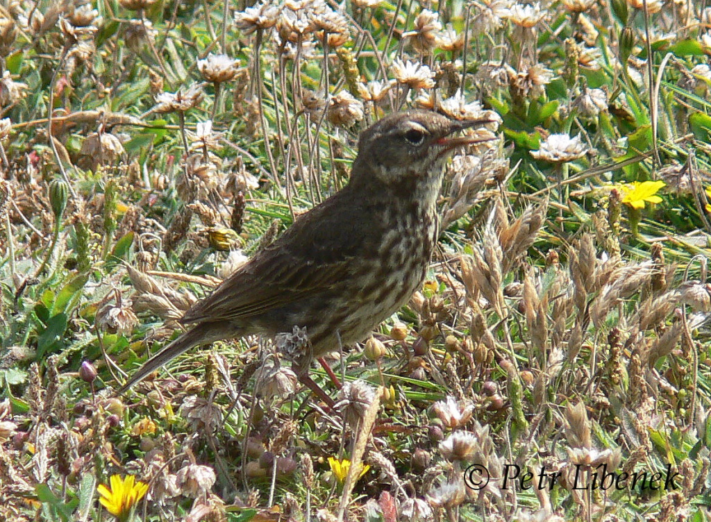 Linduška vodní (anthus petrosus)