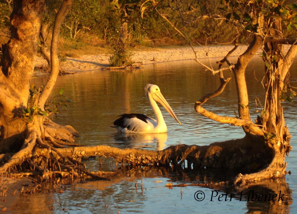 Pelikán australský - Pelecanus conspicillatus 5