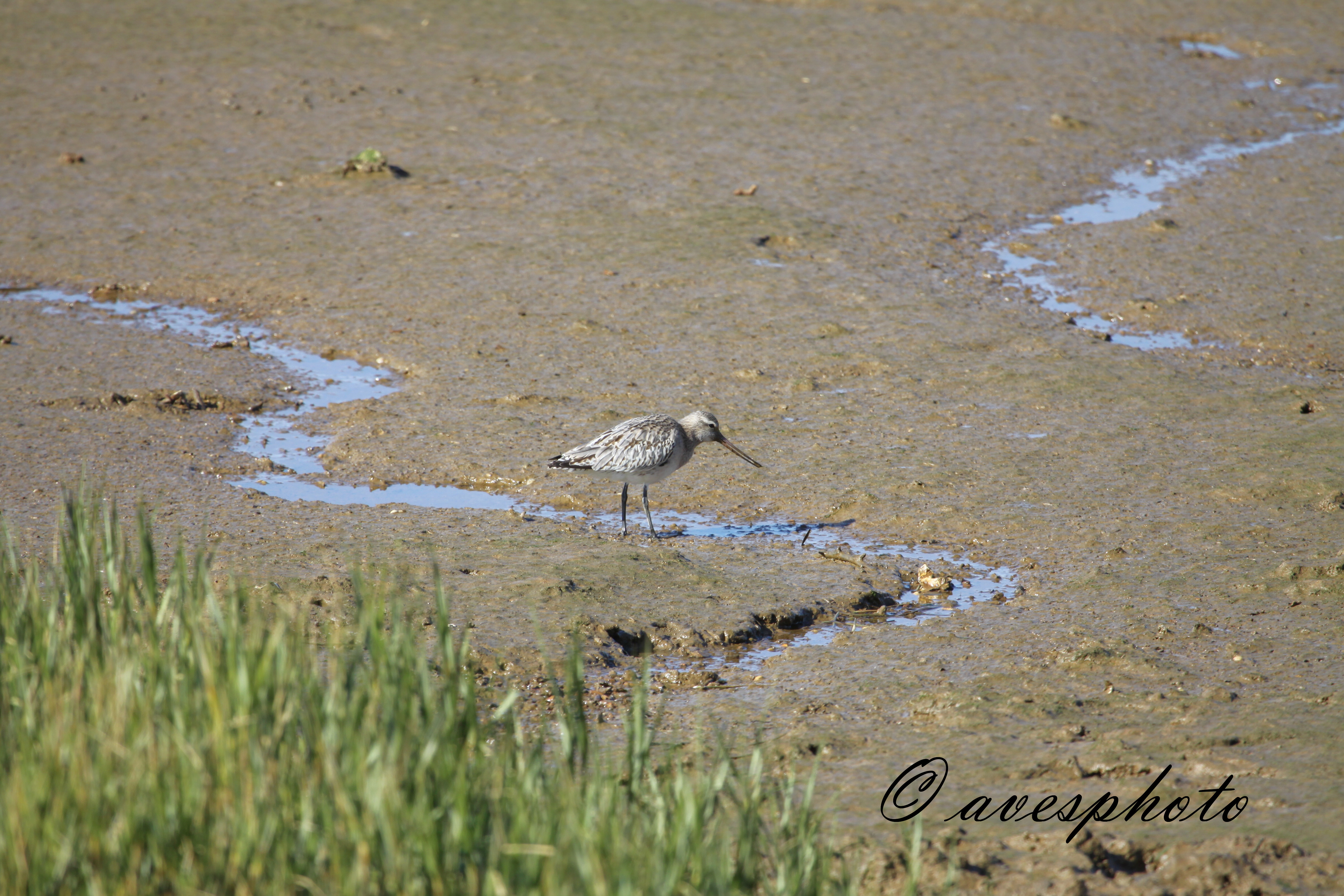 břehouš rudý (Limosa lapponica), Huelva 