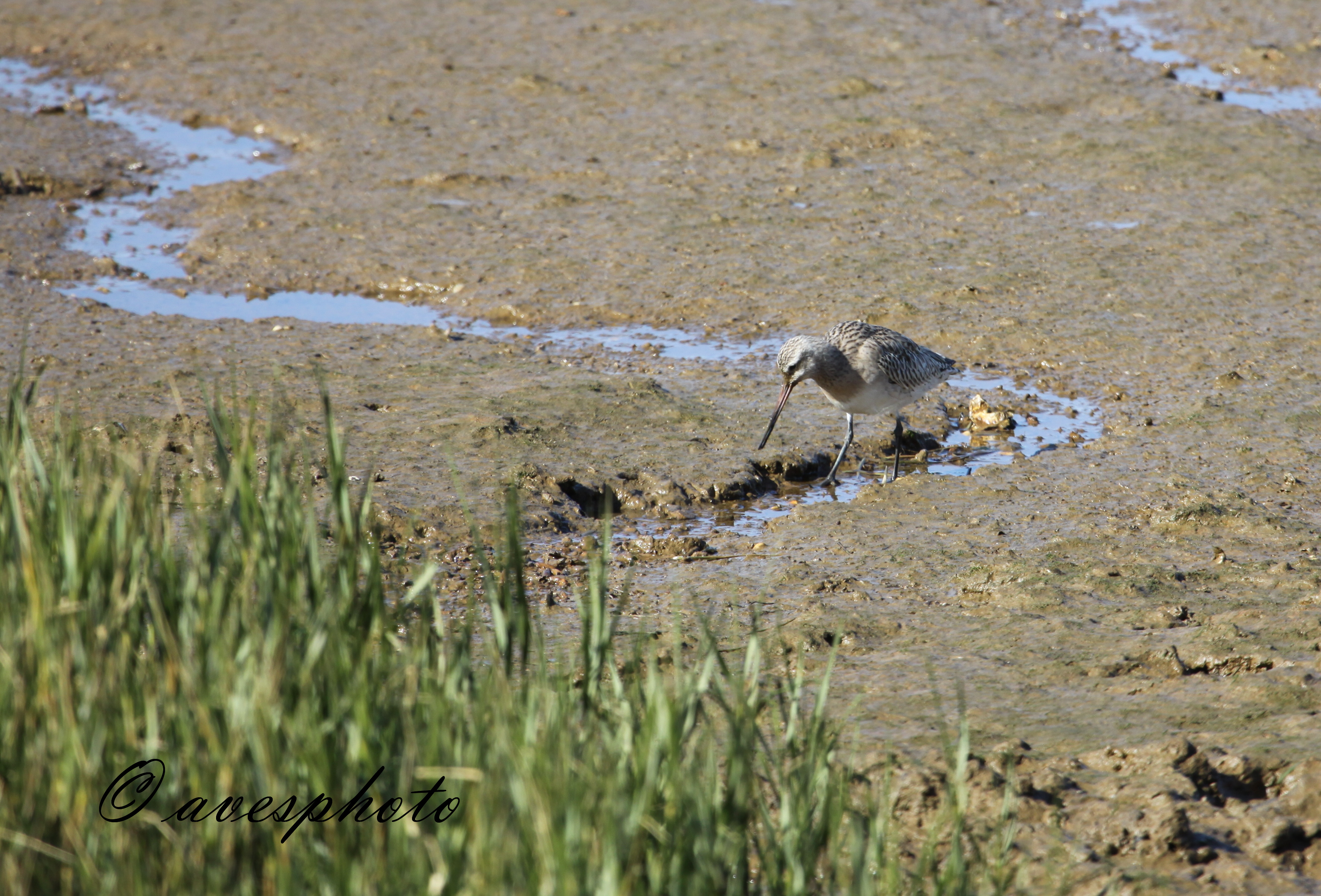 břehouš rudý (Limosa lapponica), Huelva 2