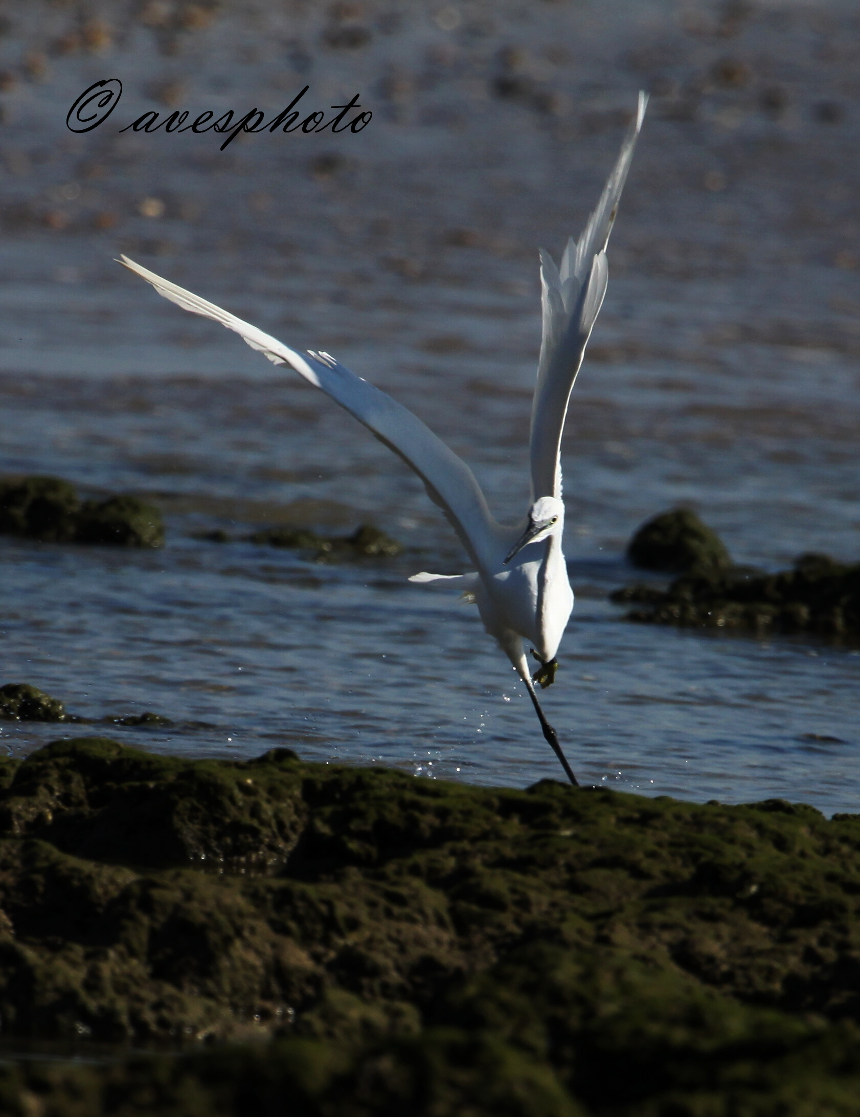 volavka stříbřitá (egretta garzetta)  El puerto de santa Maria - Cádiz