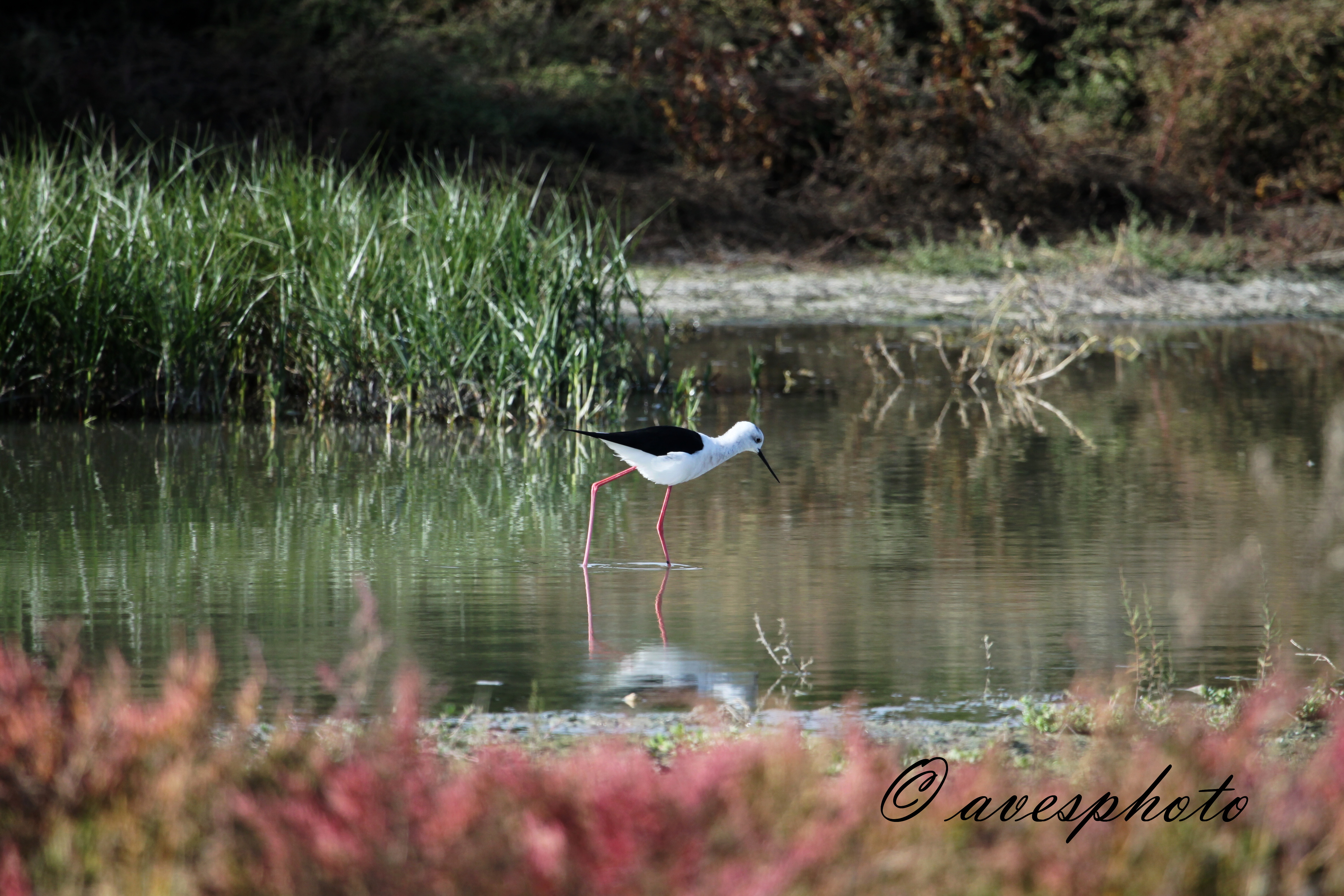 pisila čáponohá (himantopus himantopus) 2 laguna de fuente de Piedra - ANTEQUERA