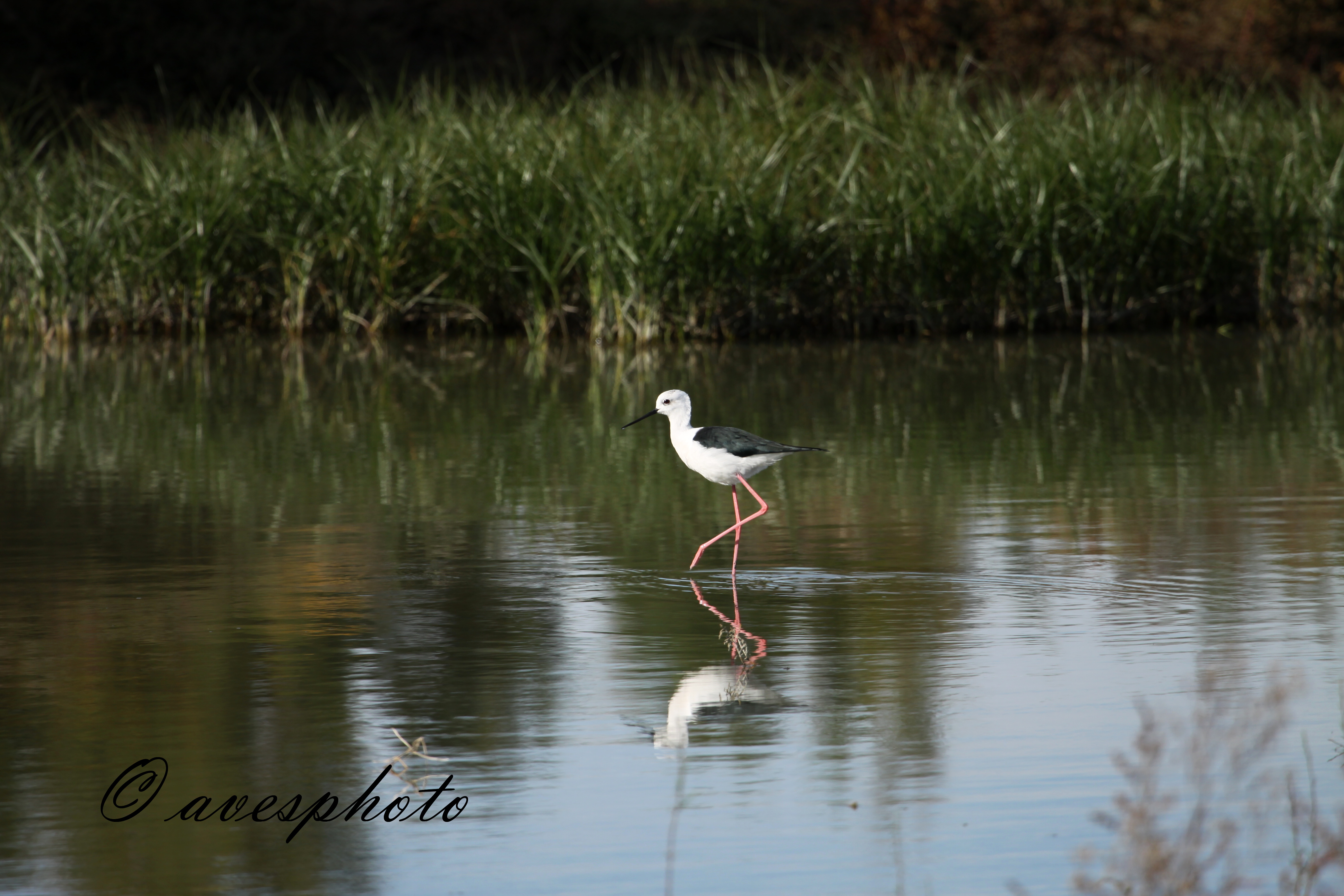 pisila čáponohá (himantopus himantopus) laguna de fuente de Piedra - ANTEQUERA