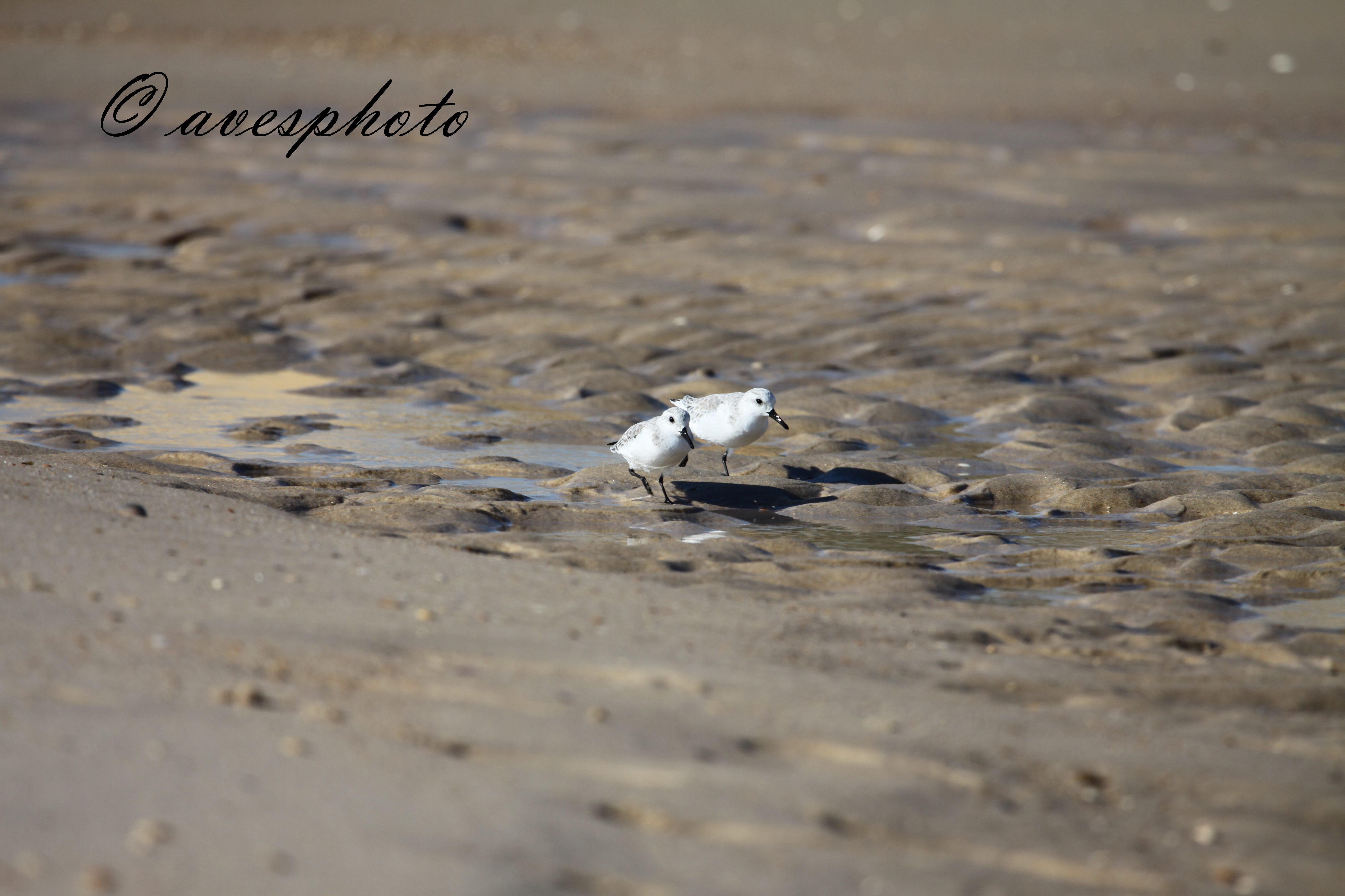 Jespák písečný (Calidris alba) Matalascaňas 3