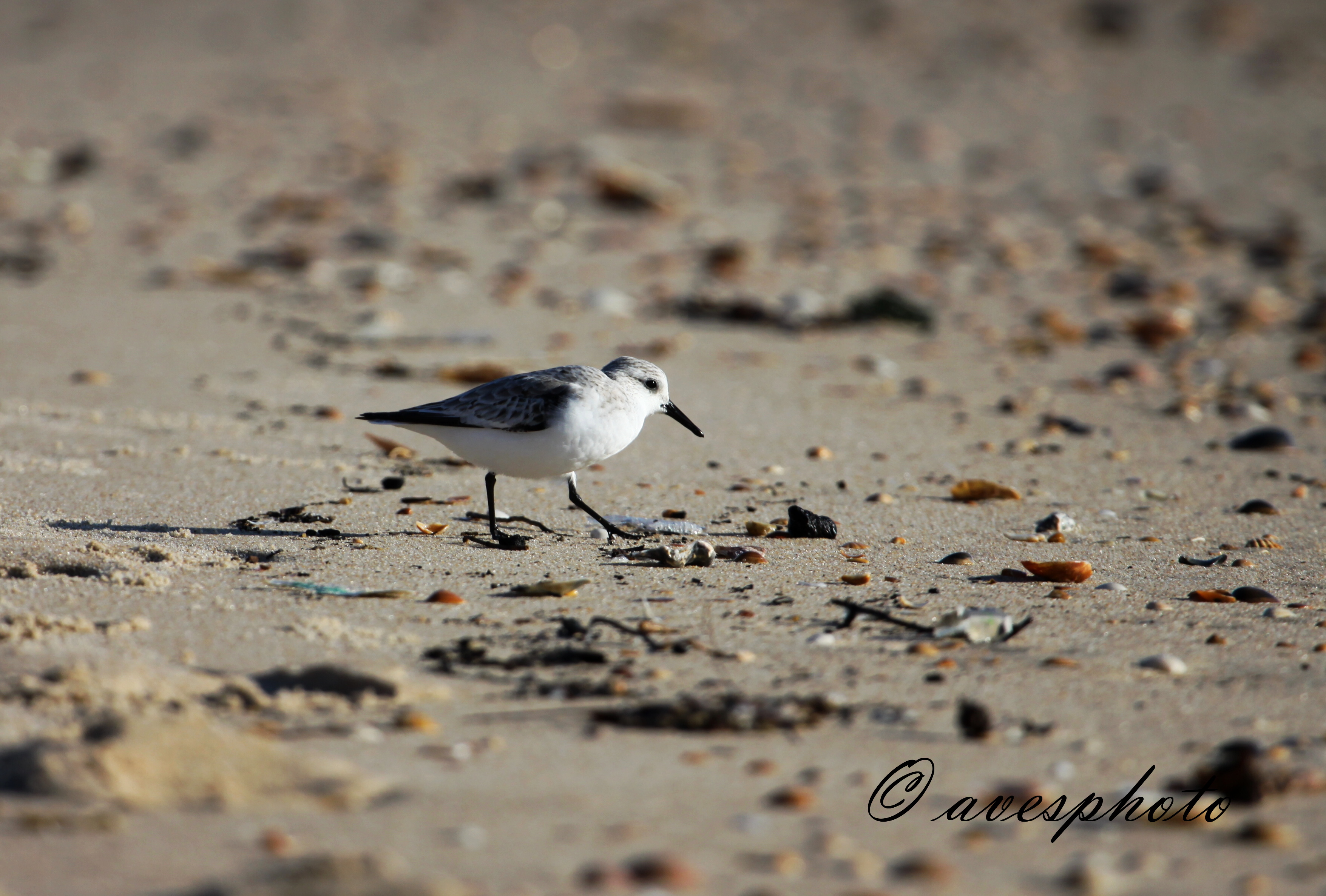 Jespák písečný (Calidris alba) Matalascaňas 5