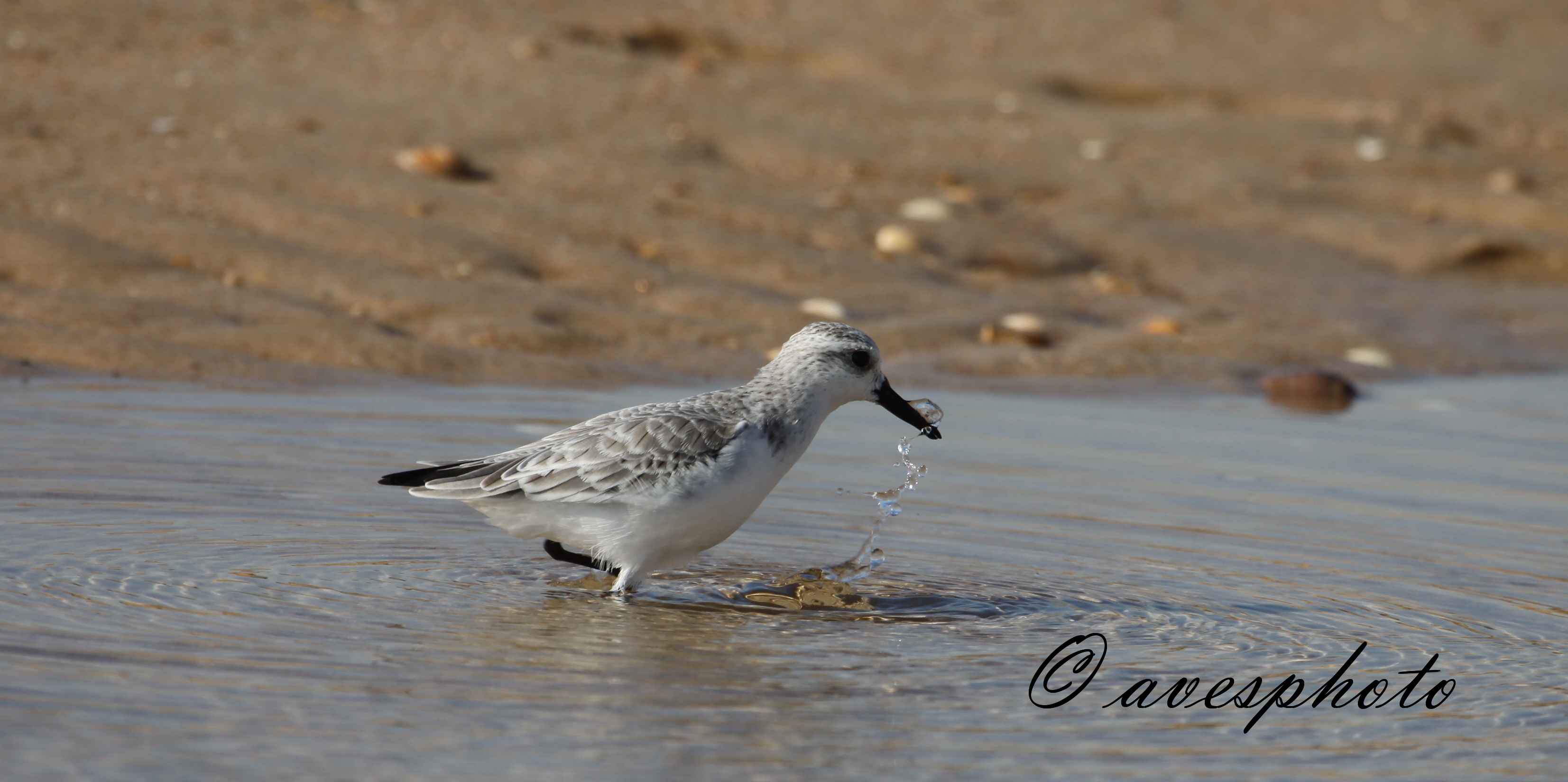 Jespák písečný (Calidris alba) Matalascaňas 6