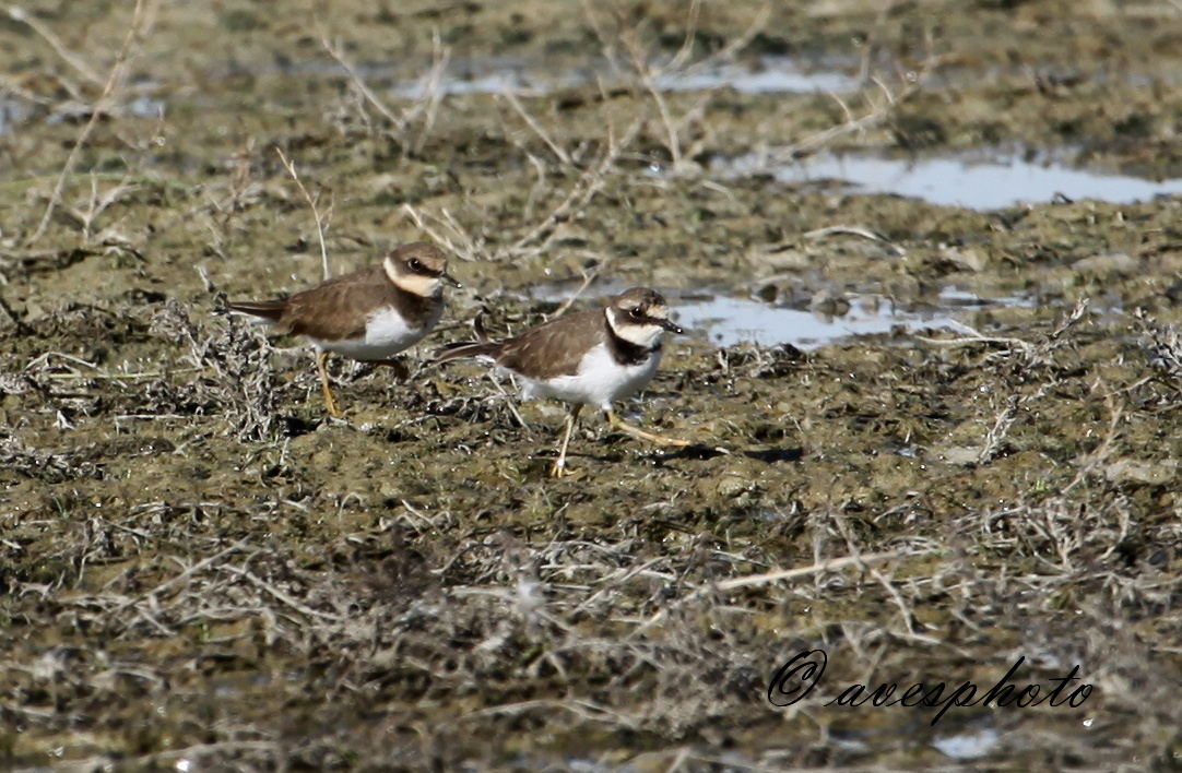 kulík říční (Charadrius dubius) laguna de fuente de Piedra - ANTEQUERA