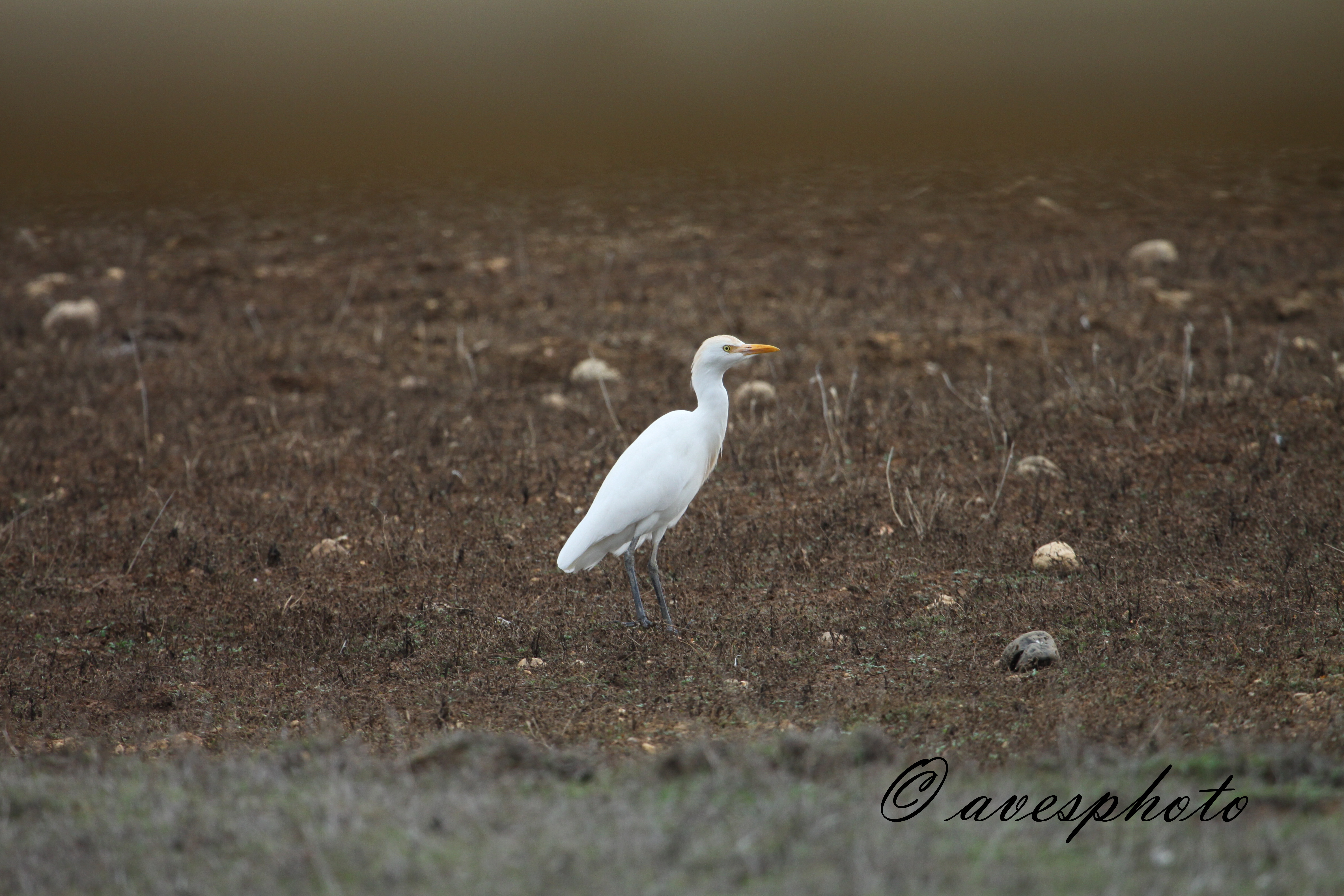 Volavka rusohlavá (Bubulcus ibis) DEHESA de ABAJO -Sevilla