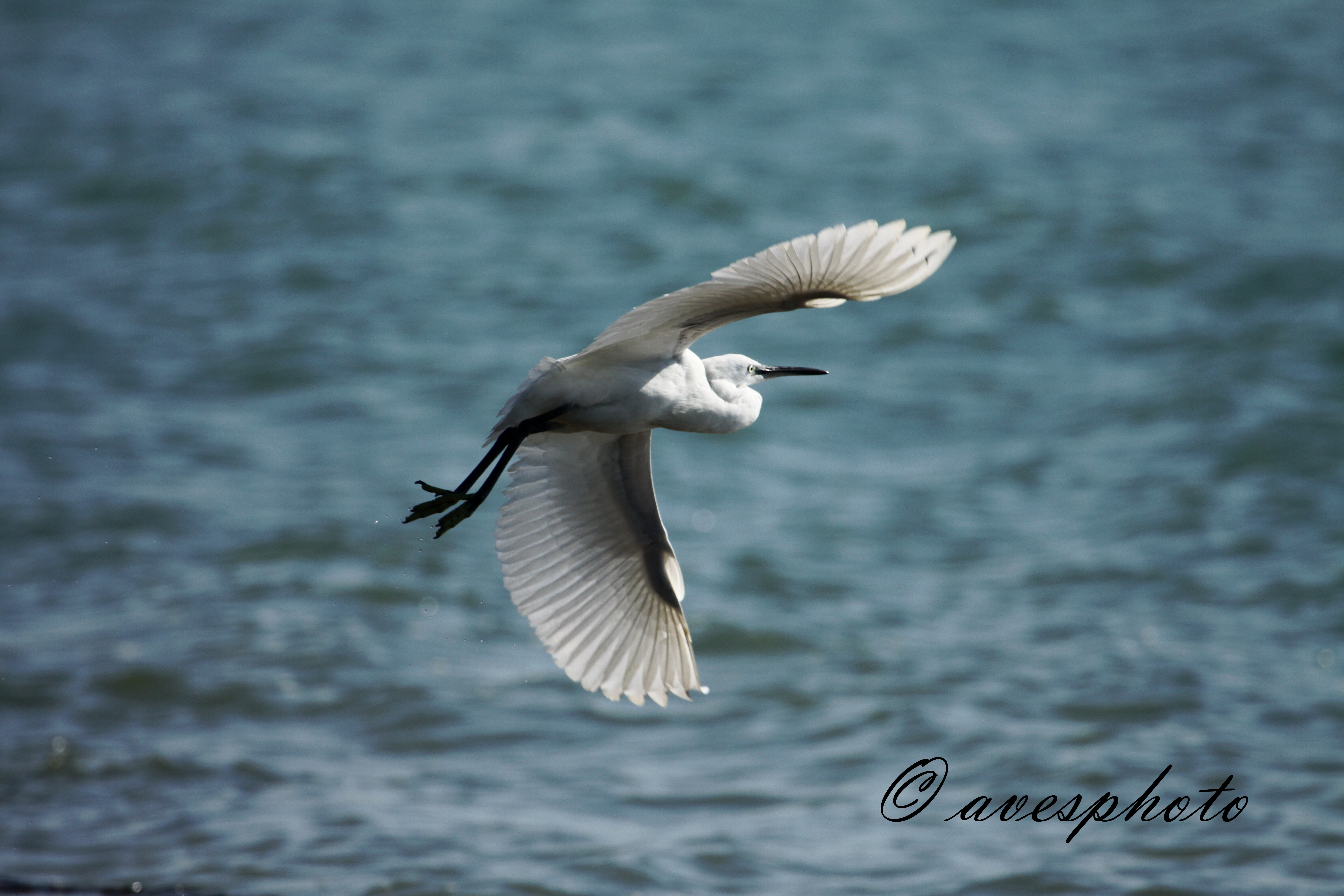 volavka stříbřitá 3(egretta garzetta) El puerto de santa Maria - Cádiz