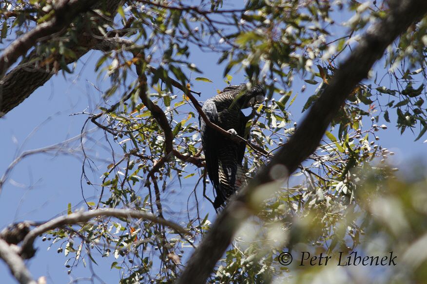 Kakadu havraní - Calyptorhynchus banksii 