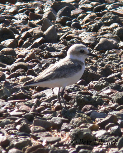 Kulík mořský - Charadrius alexandrinus