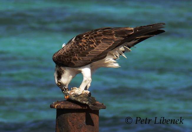 Orlovec říční - Pandion Haliaetus