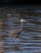 Volavka africká - Ardea melanocephala 1