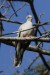 Holub Chocholatý - Ocyphaps lophotes-Crested Pigeon