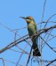 Vlha ozdobná - Merops ornatus Rainbow Bee-eater