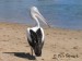 Pelikán australský - Pelecanus conspicillatus 1