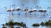 Plameňák růžový (Phoenicopterus roseus) 