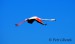Plameňák růžový (Phoenicopterus roseus) 2